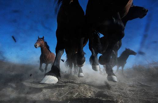 mustangs-nevada.JPG