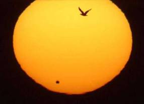 bird_flies_during_transit_of_venus.jpg