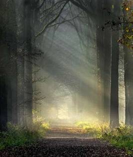 path in woods.jpg