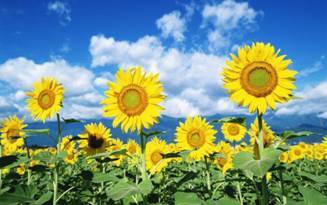 http://iab-export.com/wp-content/uploads/2013/03/good-view-sunflowers-field.jpg