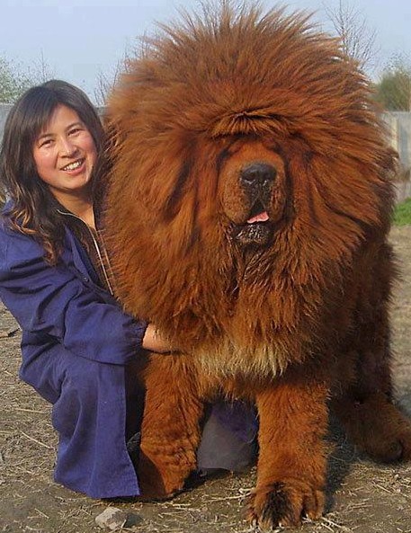 tibetan mastiff