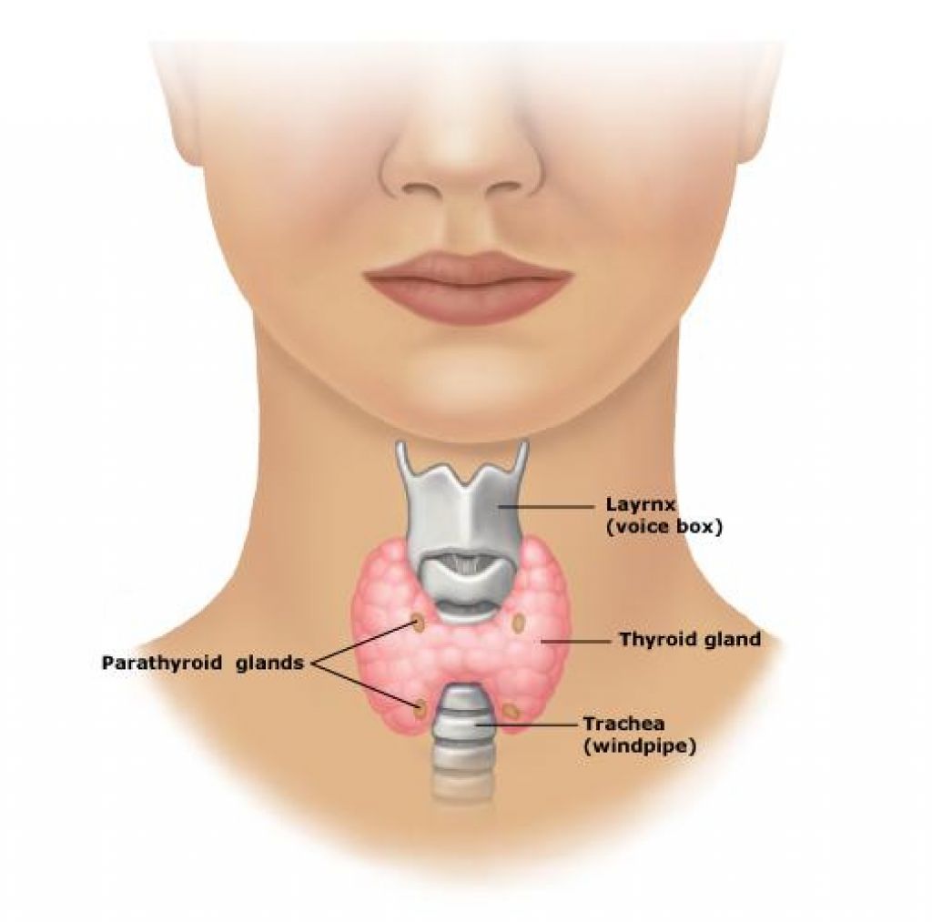 Щитовидная щитовидная железа